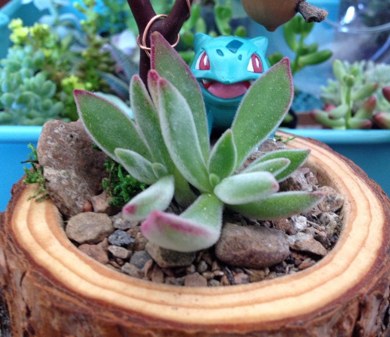 Illustration for article titled Project Bulbasaur Botany: Succulents